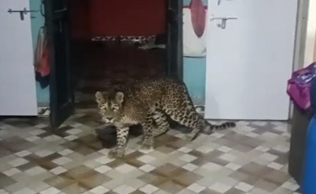 Watch: Leopard Enters Maharashtra House, Roams Around