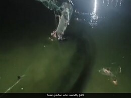 Video: People Swim To Safety After Gujarat Cable Bridge Snaps Video: People Swim To Safety After Gujarat Cable Bridge Snaps