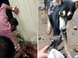 VIDEO: नन्हीं सी जान को बचाने के लिए इकट्ठा हुआ मोहल्ला, लोगों की उम्मीद ने बचा ली एक जिंदगी VIDEO: नन्हीं सी जान को बचाने के लिए इकट्ठा हुआ मोहल्ला, लोगों की उम्मीद ने बचा ली एक जिंदगी