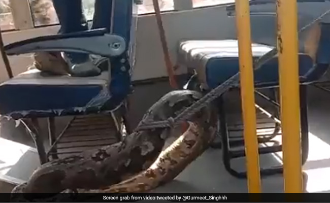 Huge Python Ate A Goat, Then Sat Inside UP School Bus. Watch Rescue Video