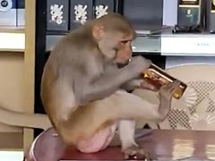 ग्राहकों से छीनकर बन्दर पी जाता है शराब, लोगों ने कहा- ये तो है बड़ा ख़राब