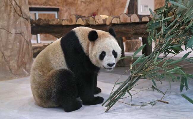 Watch: Qatar Gets Middle East's First Pandas - A Gift To Mark World Cup