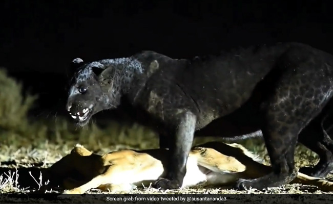 Video Of Black Leopard Under Bright Spotlight At Night Leaves Internet Furious