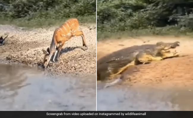 This Video Of A Crocodile Attacking A Deer Is Not For The Faint-Hearted
