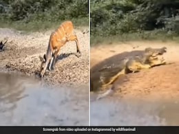 This Video Of A Crocodile Attacking A Deer Is Not For The Faint-Hearted This Video Of A Crocodile Attacking A Deer Is Not For The Faint-Hearted