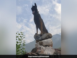 दो गोलियां लग चुकी थीं, तब भी आतंकियों के सामने अड़ा रहा सेना का यह जांबाज Dog 'जूम' दो गोलियां लग चुकी थीं, तब भी आतंकियों के सामने अड़ा रहा सेना का यह जांबाज Dog 'जूम'