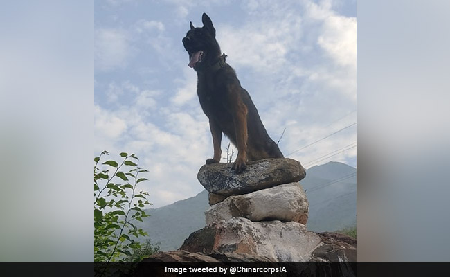 Indian Army dog fought terrorists even after being shot at twice