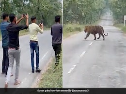 बाघ सड़क पार कर रहा था, लोग पास जाकर लेने लगे सेल्फी, फिर जो हुआ, नहीं होगा यकीन बाघ सड़क पार कर रहा था, लोग पास जाकर लेने लगे सेल्फी, फिर जो हुआ, नहीं होगा यकीन