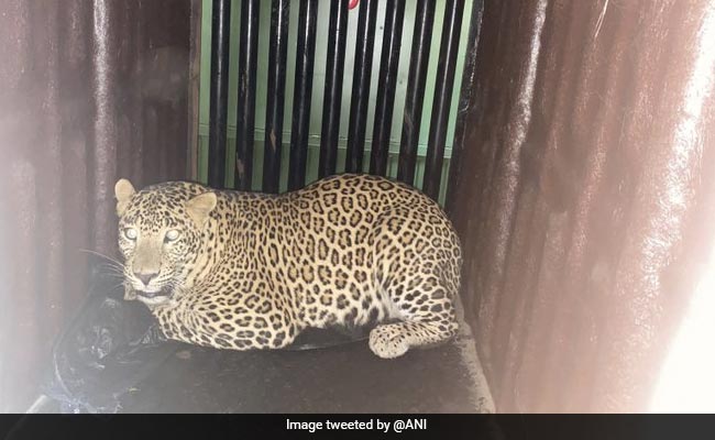 Leopard Caught In Mumbai's Aarey, Officials Unsure If It Attacked Child