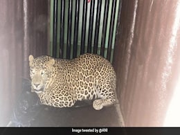 Leopard Caught In Mumbai's Aarey, Officials Unsure If It Attacked Child Leopard Caught In Mumbai's Aarey, Officials Unsure If It Attacked Child