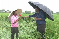 Heavy Rain Damages Crops In Uttar Pradesh Heavy Rain Damages Crops In Uttar Pradesh