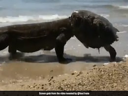 कछुए को खा गया, फिर उसके खोल की टोपी पहनकर घूमने लगा ये समुद्री जानवर, पुराना Video हो रहा वायरल कछुए को खा गया, फिर उसके खोल की टोपी पहनकर घूमने लगा ये समुद्री जानवर, पुराना Video हो रहा वायरल