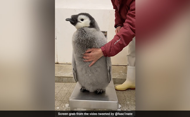 Viral Video Shows Struggle To Weigh Baby Penguin, Internet Says "Aww"