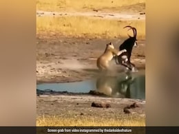 Video: शिकार पर घात लगाए बैठी थी शेरनी, मृग के हमले से दुम दबाकर भागने को हुई मजबूर Video: शिकार पर घात लगाए बैठी थी शेरनी, मृग के हमले से दुम दबाकर भागने को हुई मजबूर