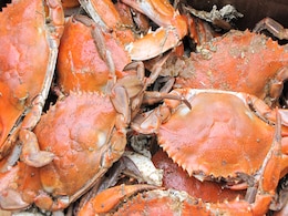 Alaska Halts Snow Crab Harvest For The First Time In History: Report Alaska Halts Snow Crab Harvest For The First Time In History: Report