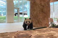 Watch: Qatar Gets Middle East's First Pandas - A Gift To Mark World Cup Watch: Qatar Gets Middle East's First Pandas - A Gift To Mark World Cup