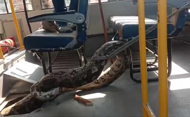 यूपी : स्कूल के बस में विशालकाय अजगर मिलने से मचा हड़कंप, वन विभाग की टीम ने किया रेस्क्यू