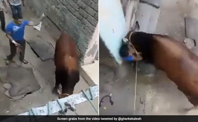 Chilling Video Shows Cow Stomping On Man's Torso And Mercilessly Attacking Him