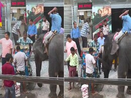 सड़क किनारे लगे ठेले पर मज़े से गोलगप्पे खाता दिखा हाथी, वायरल हुआ Video, लोग बोले- भइया तीखा थोड़ा ज्यादा देना! सड़क किनारे लगे ठेले पर मज़े से गोलगप्पे खाता दिखा हाथी, वायरल हुआ Video, लोग बोले- भइया तीखा थोड़ा ज्यादा देना!