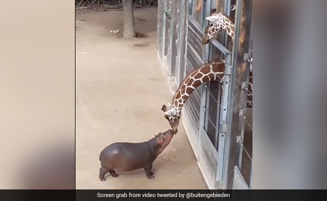 Watch: Baby Hippo And Giraffe's Meeting Reminds The Internet Of <i>'Madagascar's'</i> Characters