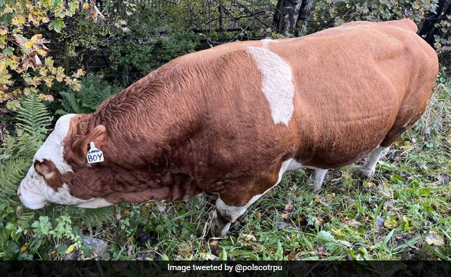 'Lover Boy' Bull Escapes From Farm Causing Traffic Delays On Scottish Highway