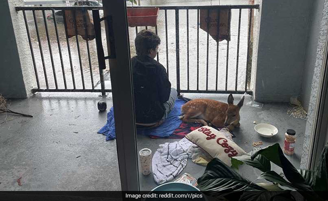 Evacuees In Florida Rescue Drowning Baby Deer From Hurricane Ian Floodwaters