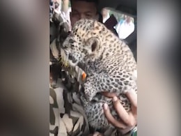 Watch: When Leopard Cub Was Reunited With Mother In Mumbai Watch: When Leopard Cub Was Reunited With Mother In Mumbai