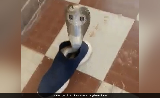 Watch: Giant Cobra Takes Refuge Inside Shoe