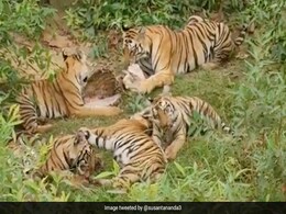 Watch: Tigress And Her Five Cubs Feast On Sumptuous Meal Watch: Tigress And Her Five Cubs Feast On Sumptuous Meal