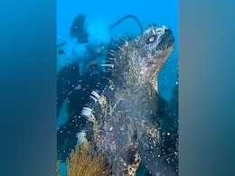 Video: समंदर की गहराई में दिखा अजीबोगरीब जीव, लोग बोले 'ये तो मिनी गॉडजिला है' Video: समंदर की गहराई में दिखा अजीबोगरीब जीव, लोग बोले 'ये तो मिनी गॉडजिला है'