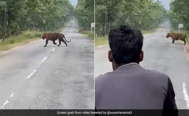 Video: Group Of Men Try To Take Selfie With Tiger, Bureaucrat Shares Warning