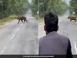 Video: Group Of Men Try To Take Selfie With Tiger, Bureaucrat Shares Warning Video: Group Of Men Try To Take Selfie With Tiger, Bureaucrat Shares Warning