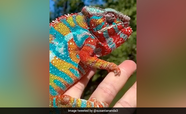 Beautiful Panther Chameleon Shows Its Most Brilliant Colours In Viral Video