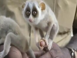 ये कौन सा जीव है? IFS अधिकारी ने विचित्र जीव का वीडियो शेयर कर लोगों से पूछा नाम ये कौन सा जीव है? IFS अधिकारी ने विचित्र जीव का वीडियो शेयर कर लोगों से पूछा नाम