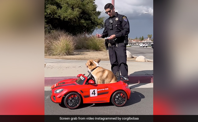 Watch: Pet Corgi Dog Runs Away From Cops Driving Toy Car, Leaves Internet In Splits