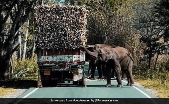 "Tax Deduction At Source": Bureaucrat Shares Video Of Elephants Eating Sugarcane From Truck