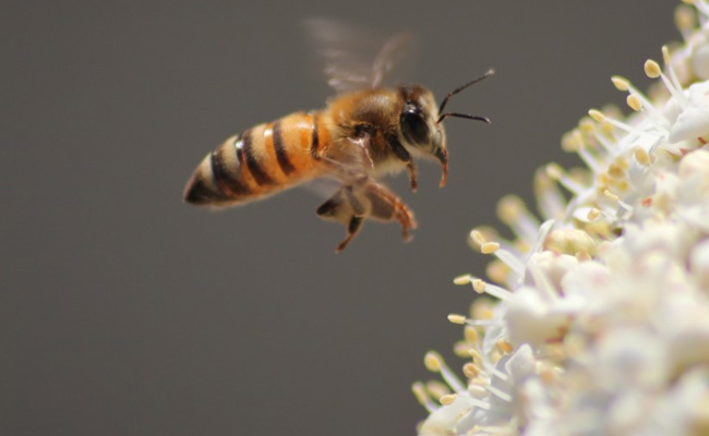 Bees Order Numbers From Left To Right, Claims Study