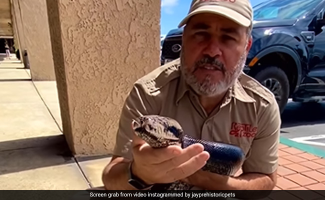 Watch: Zoo Keeper Flaunts Giant Rainbow-Coloured Python, Calls It His Friend