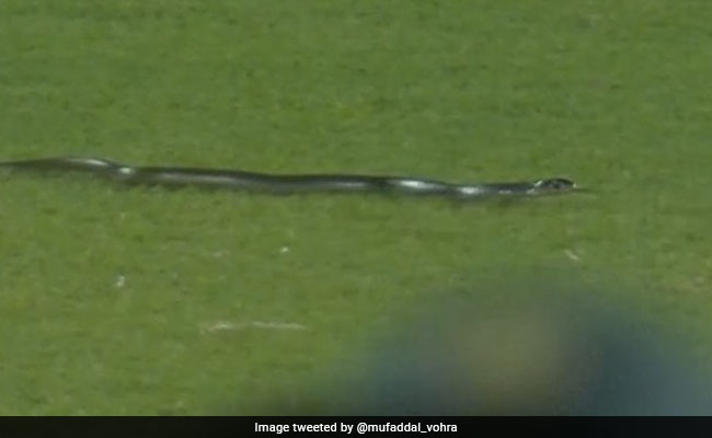 IND vs SA 2nd T20I: Snake Enters Ground, Stops Cricket Match, Video Goes Viral