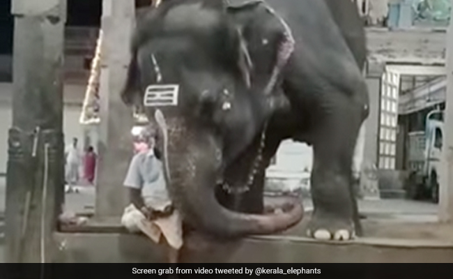 Elephant Trying To Peek Into Phone Or Comforting Mahout? Watch Viral Video