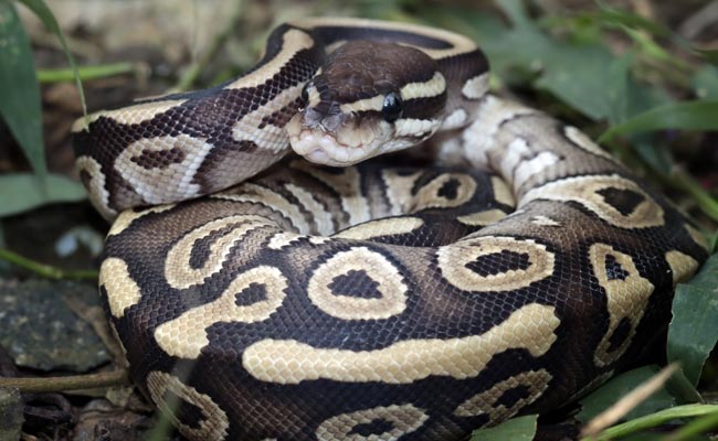 Fear Grips Andhra Fishermen After Two Pythons Caught In net