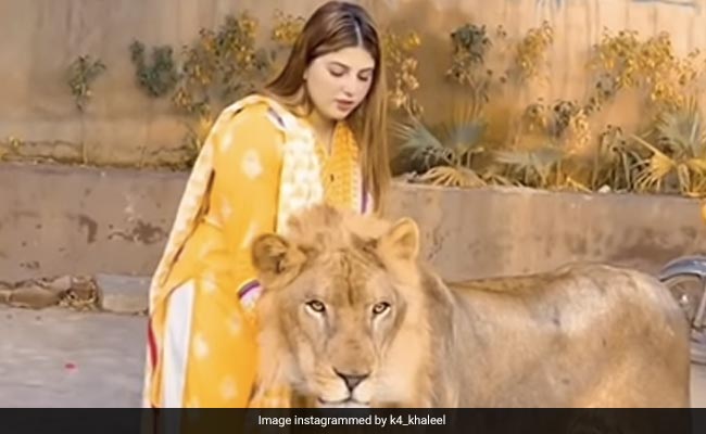 Viral Video: Woman Pets Lion, Scratches Its Head, Internet Stunned