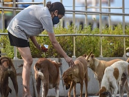 Delhi Woman Goes To Court "On Behalf Of All Dogs". This Is What She Wants Delhi Woman Goes To Court "On Behalf Of All Dogs". This Is What She Wants