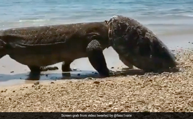 Old Video Of Komodo Dragon Eating A Turtle Then Playing With Its Shell Goes Viral