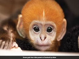 Video Of First Ever "Pumpkin Haired" Francois Langur Born At US Zoo Goes Viral Video Of First Ever "Pumpkin Haired" Francois Langur Born At US Zoo Goes Viral