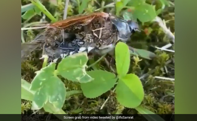 Video: Neuroparasite Shocks Internet, Turns Dead Bug Into 'Zombie' After Taking Control Of Brain