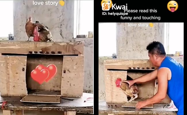 एक सच्ची प्रेम कहानी : मुर्गे को शख्स ने पिंजरे में बंद किया तो मुर्गी ने बिना डरे आज़ाद करा दिया