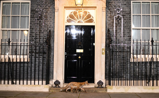 Fox Spotted Outside Downing Street Days After Larry The Cat Scared It Away