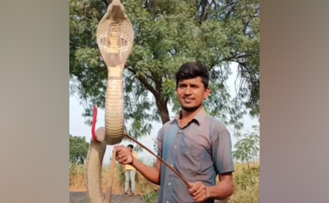 Video: अपनी जान की बाजी लगाकर शख्स ने तालाब से निकाला King Cobra