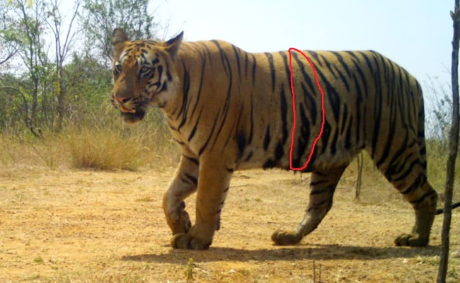 "Threat To Human Lives": Maharashtra Tiger That Killed 13 Captured